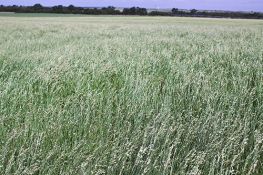 Wilman Lovegrass - VNS